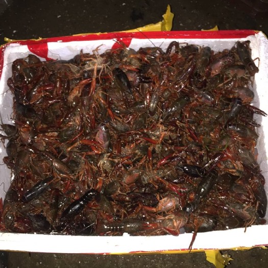 武汉 清水小龙虾批发，自有养殖基地，可实地考察