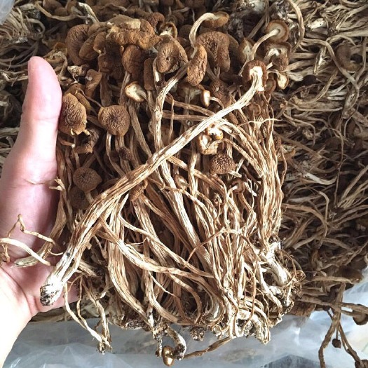 宁德 古田不开伞茶树菇干货 古田产茶薪菇批发
