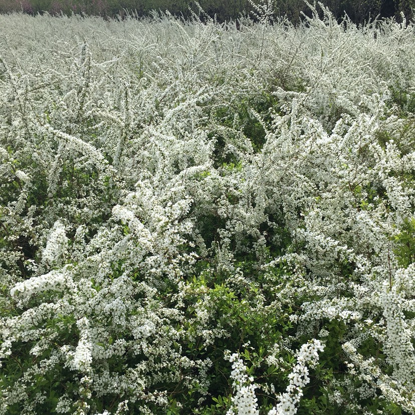 珍珠绣线菊苗  东北辽宁耐寒苗木珍珠绣线菊价格合理规格齐全