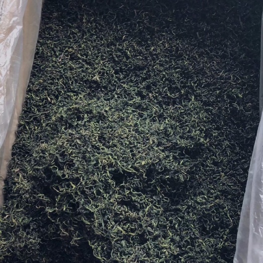 亳州 蒲公英茶、新货颜色青、条形好