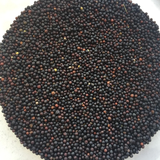 满洲里市 优质浓香型油菜籽，质优价廉。