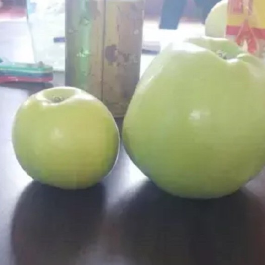 大荔县 苹果