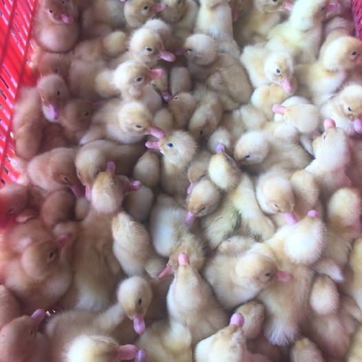 南宁白鸭苗