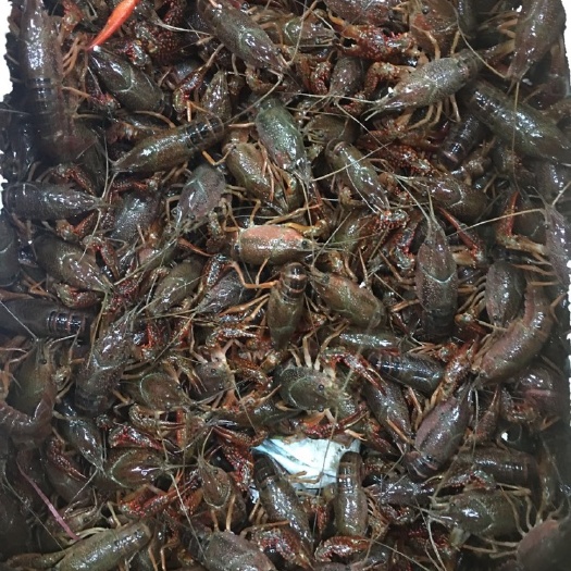 东莞市清水小龙虾 东莞市送货上门