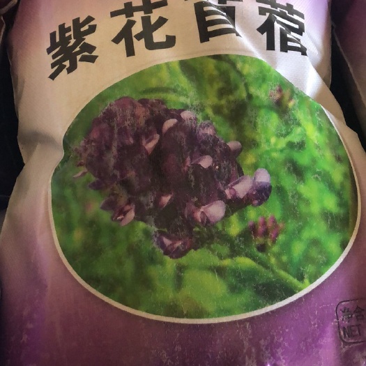 会宁县紫花苜蓿种子 百草之王