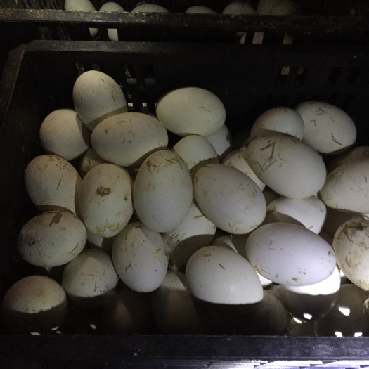 天长市鲜鹅蛋 散装 食用
