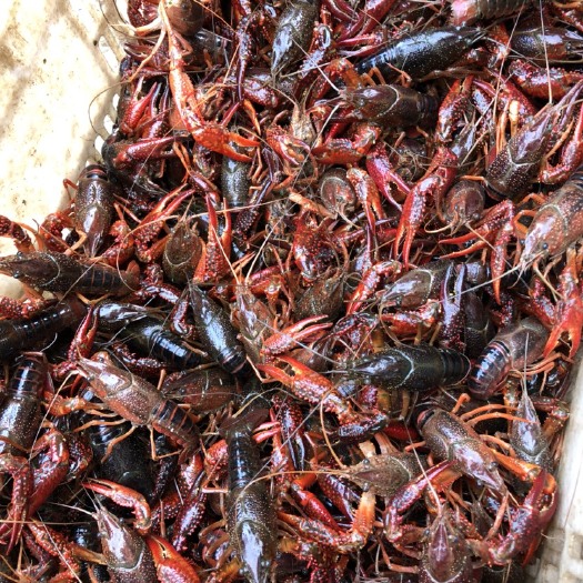洪湖市潜江小龙虾 塘虾 4-6钱