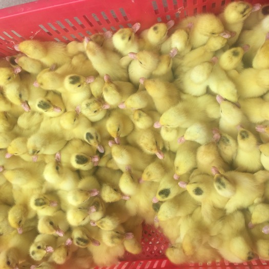 南宁西洋鸭苗 白西洋鸭