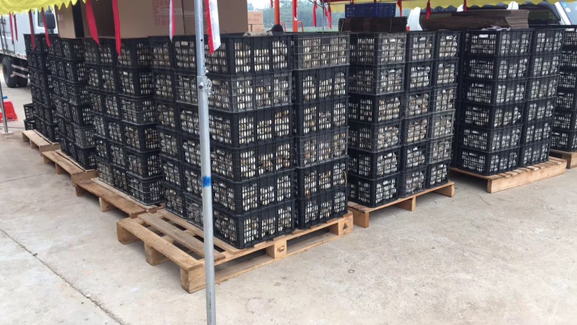 广州广东鹅蛋均重3.2两/个另有狮头鹅蛋均重3.7两常年有货供应