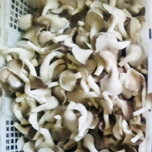 上海鲜平菇 新鲜袖珍菇、可以按客户需求供货，希望实地考察，参观！