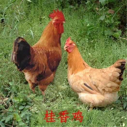 南宁桂香土鸡苗 灵山土鸡黄脚土鸡