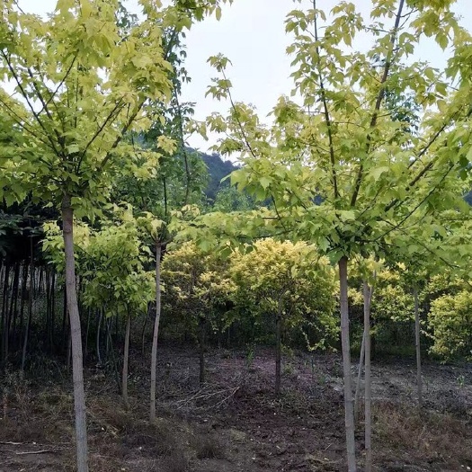 开原市东北辽宁供应金叶复叶槭3-6公分价格合理量大优惠可详谈