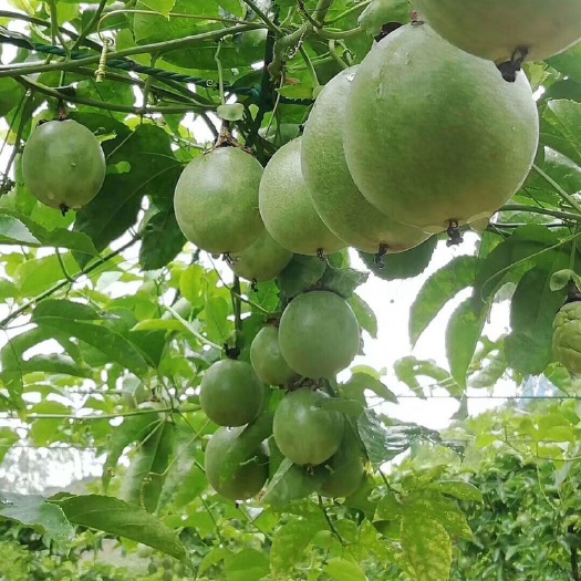 灵山县紫香百香果苗  紫香百香果种子苗