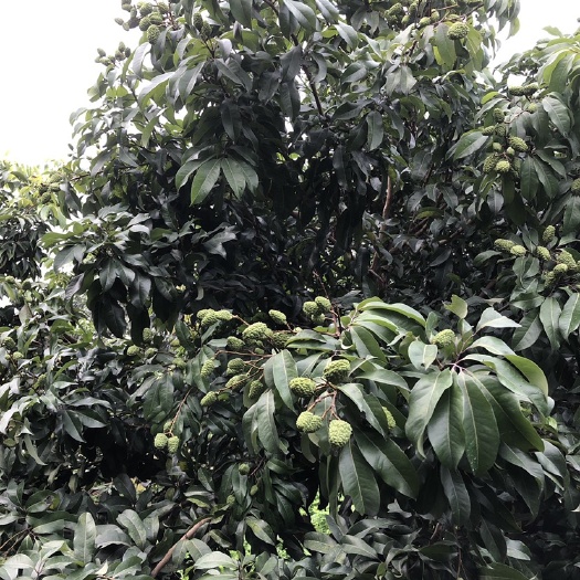 广州 仙进奉荔枝