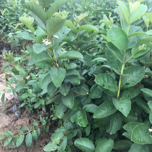 普宁市红宝石石榴苗  红宝石番石榴苗