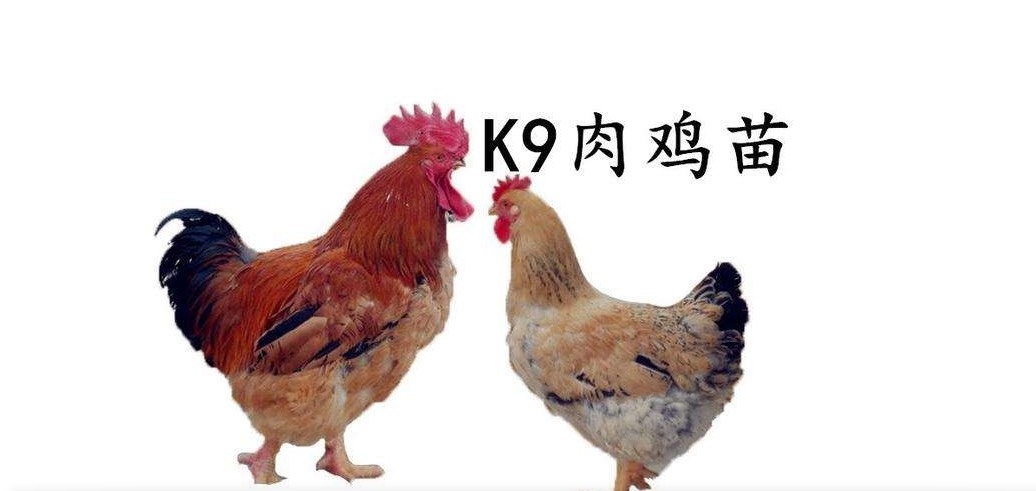 南宁 k9肉鸡苗882 正品 假一赔十！