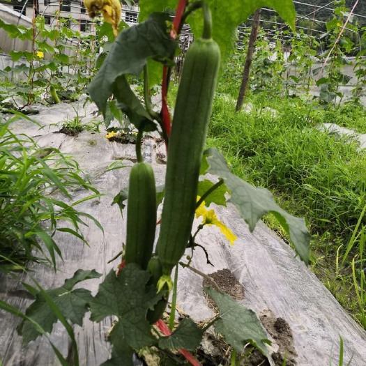 城步县肉丝瓜 30~50cm