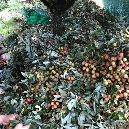 灵山县 广西妃子笑荔枝，大量上市广西灵山县荔枝之乡