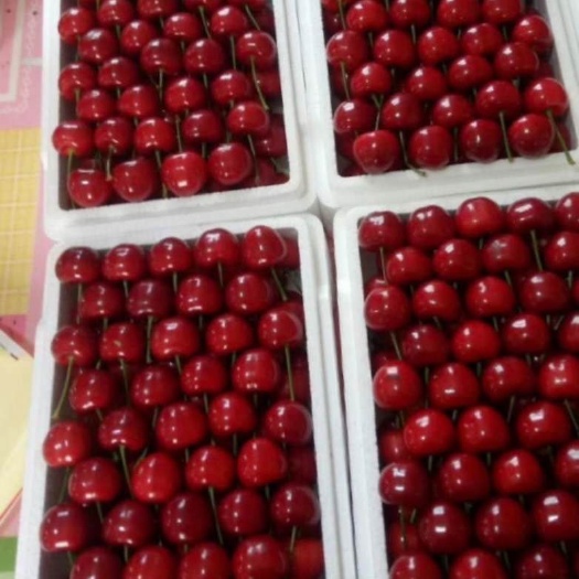自贡黑珍珠樱桃 24-26mm 5-8g