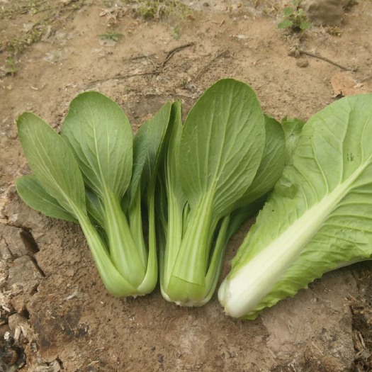 曹县夏妃青梗菜 1两以下