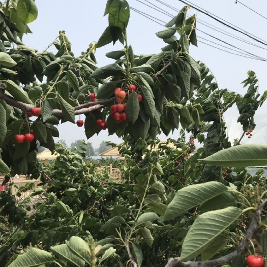 秦皇岛砂蜜豆 沙蜜豆 正式下树