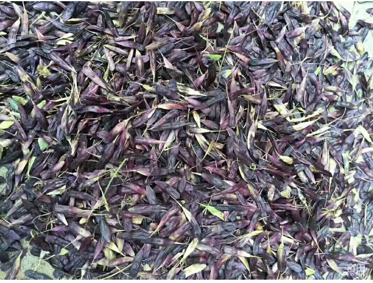 亳州板蓝根种子  优质纯新籽
