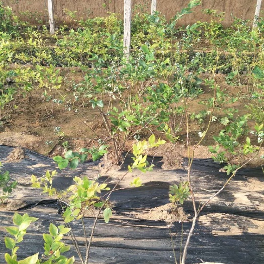 泰安 基地直供蓝莓苗薄雾蓝莓苗  蓝宝石蓝莓苗