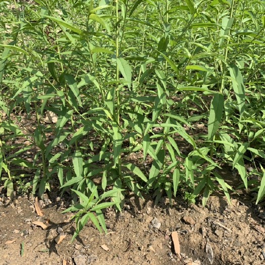 苍溪县毛桃苗 实生桃苗各种规格都有
