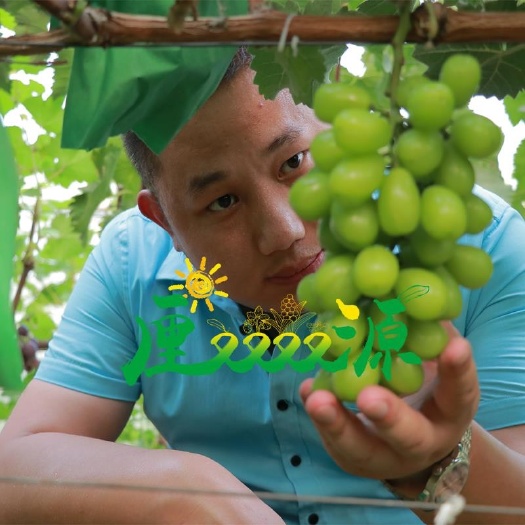 沭阳县阳光玫瑰葡萄苗 脱毒苗