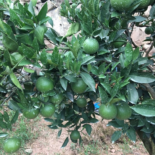 松滋市脐橙树苗  九月红脐橙苗，早熟脐橙，正品嫁接苗，可签纯度合同