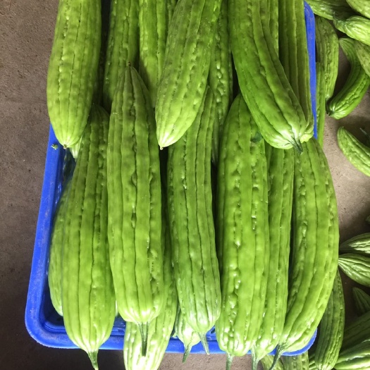 贺州新农村苦瓜 20~30cm