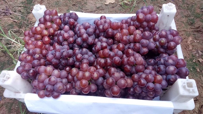 邯郸 河北邯郸葡萄基地现有大量的鲜葡萄熟了，要的速度联系收购吧！