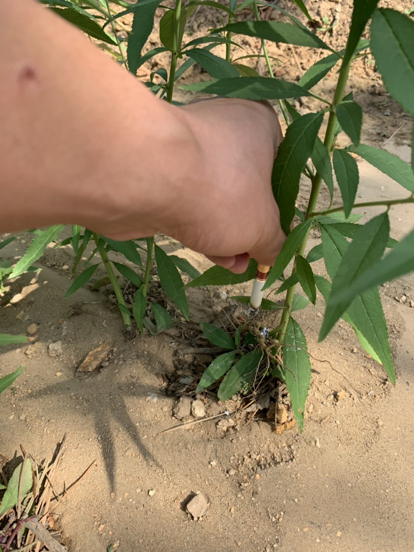 毛桃苗 实生桃苗各种规格都有