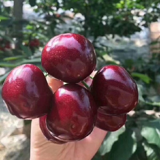 烟台 美早超大樱桃