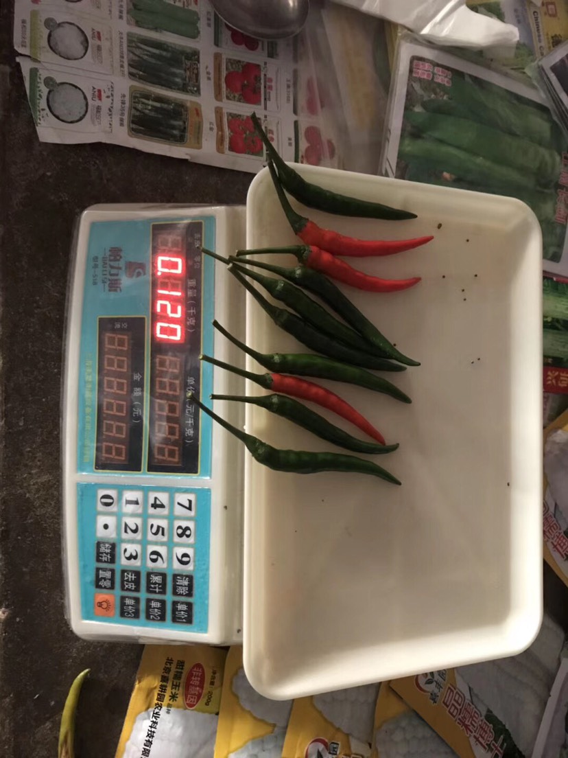 杂交一代天秀指天椒  朝天椒种子