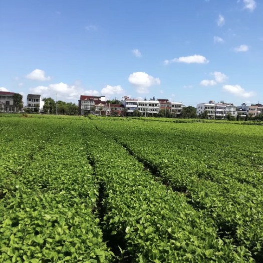 海宁市蛋白桑苗
