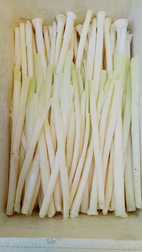 微山县蒲菜