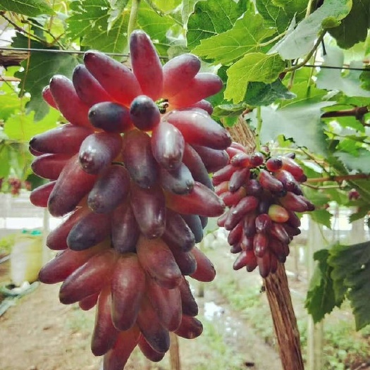 沭阳县葡之梦葡萄苗 脱毒苗