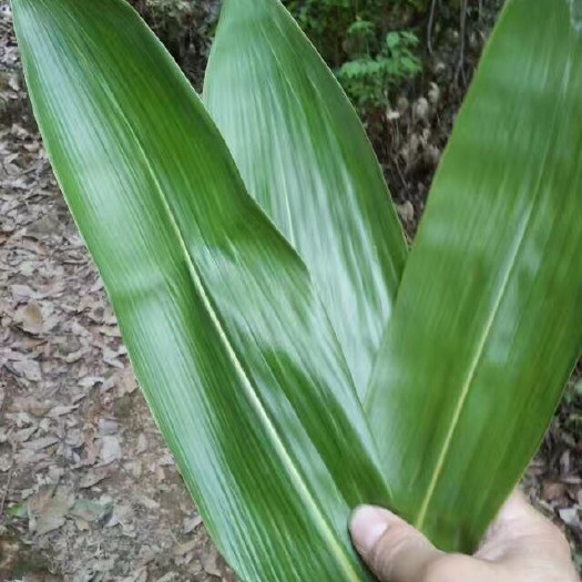 浮梁县 粽叶大量出售