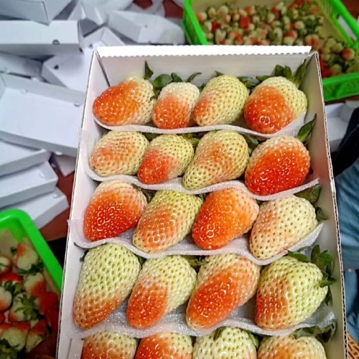 会泽县 草莓