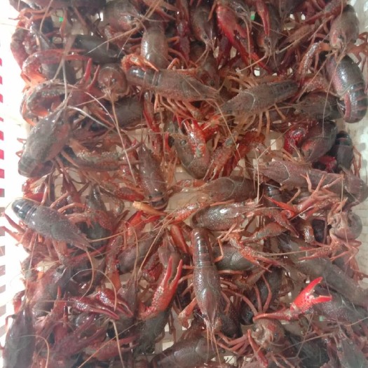 荆门青壳小龙虾 4-6钱 人工养殖