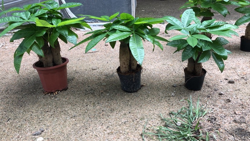 漳州三杆发财树