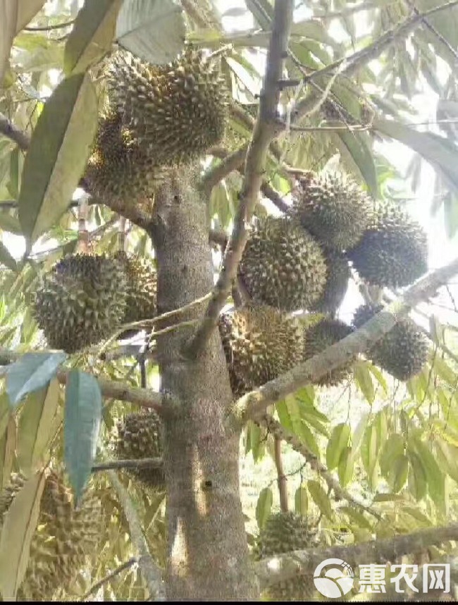  金枕榴莲苗 海南可种植