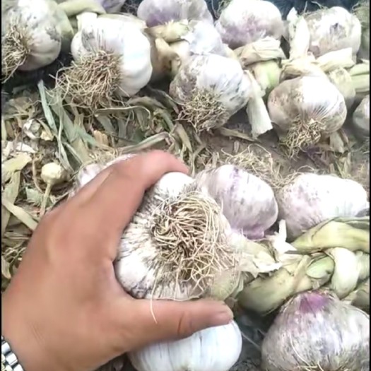 临清市红皮蒜  山东辫子大蒜专业代办