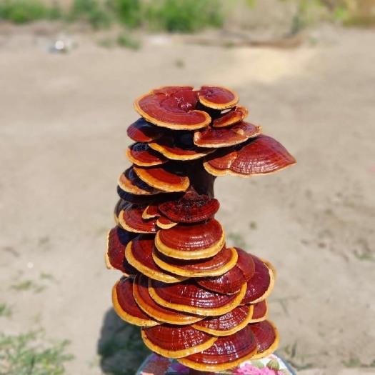 太和县造型灵芝，灵芝工艺品，灵芝盆景