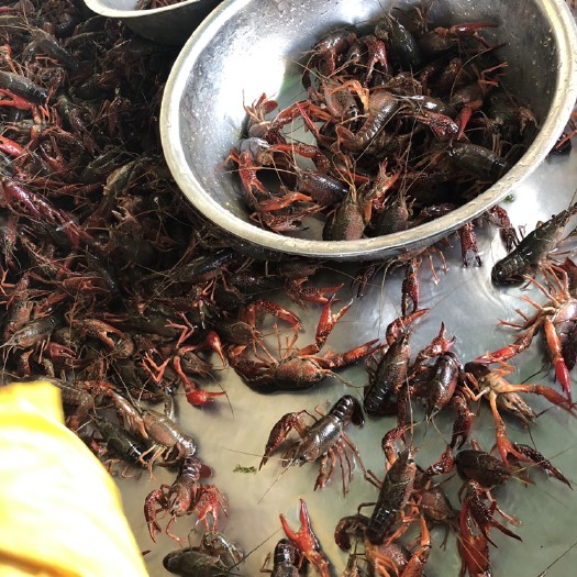 兴化市 兴化本地小龙虾！肉质饱满有弹性！物美价廉！