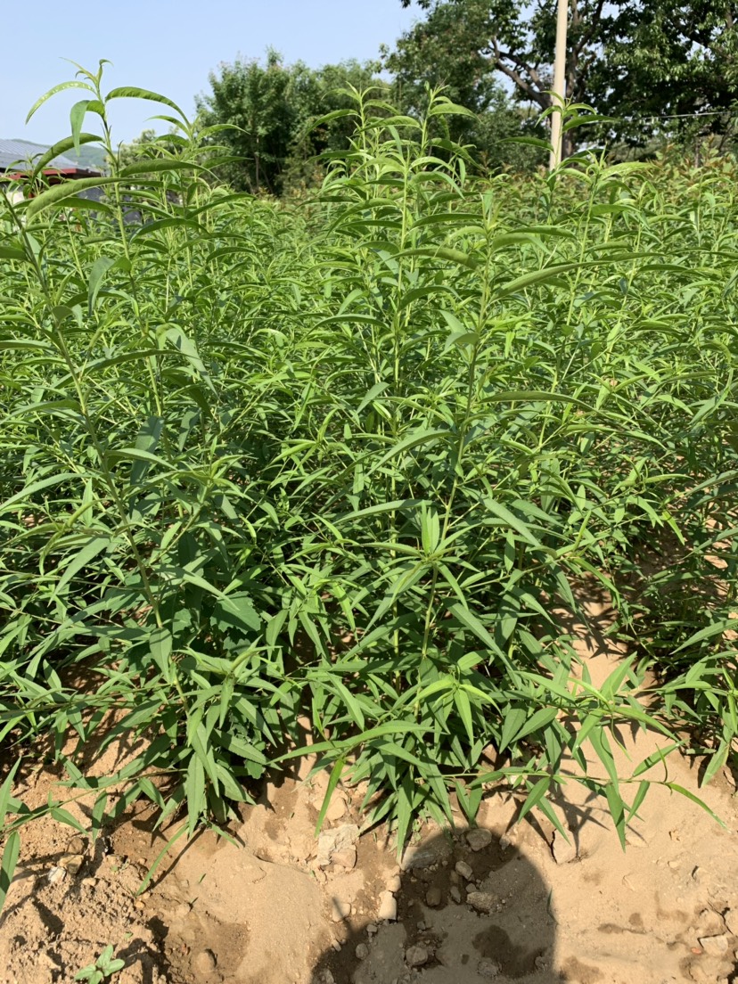 毛桃苗 实生桃苗各种规格都有