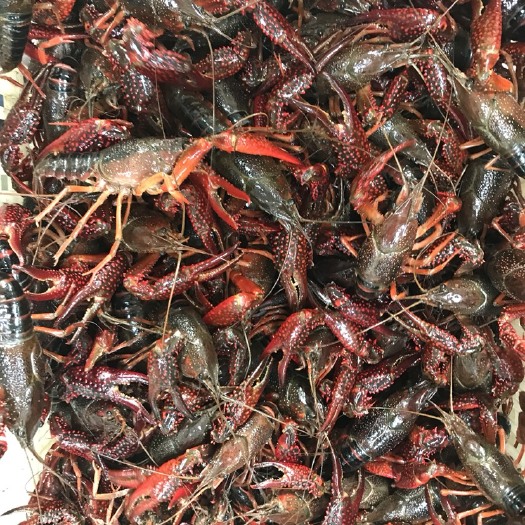 潜江市 潜江小龙虾