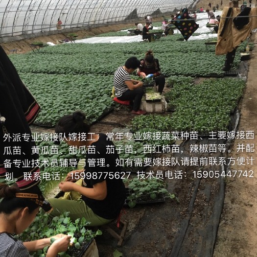  常年外派嫁接队，嫁接工，技术员，专业嫁接西瓜苗，黄瓜苗