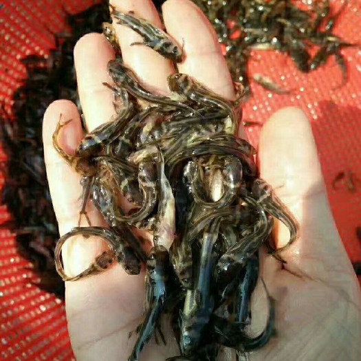 富顺县 特种水产，批发黄颡鱼 丁桂 胭脂 鸭嘴鲟 乌鱼等各类鱼苗